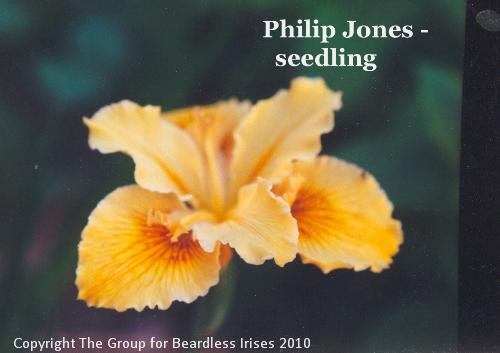 Philip Jones -  a seedling